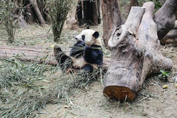 新華人壽是國(guó)企還是央企？分紅險(xiǎn)20年可靠嗎？