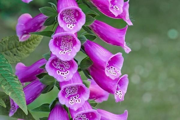 太平福佑金生終身壽險(xiǎn)分紅型怎么樣？具有哪些優(yōu)勢(shì)？