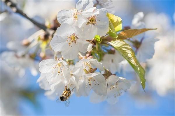 金享人生終身壽險分紅型是什么保險？什么時候可領(lǐng)錢？