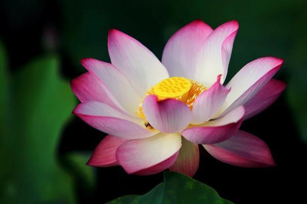 新華保險(xiǎn)萬(wàn)能賬戶是什么？有什么作用？