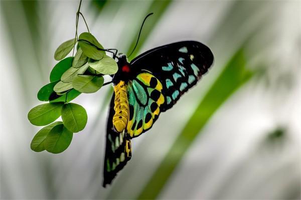 平安鴻盛04是什么險(xiǎn)種？保險(xiǎn)責(zé)任是什么？