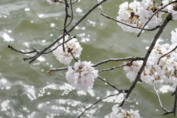 平安e生保保險介紹如何？值得購買嗎？