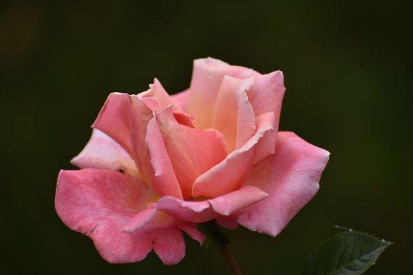 華夏鑫享版終身壽險(xiǎn)保什么？收益怎么樣？