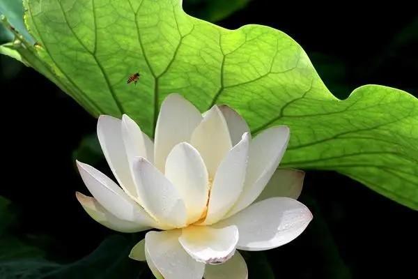 國聯(lián)盛世傳承終身壽險是什么產(chǎn)品？有哪些不足？