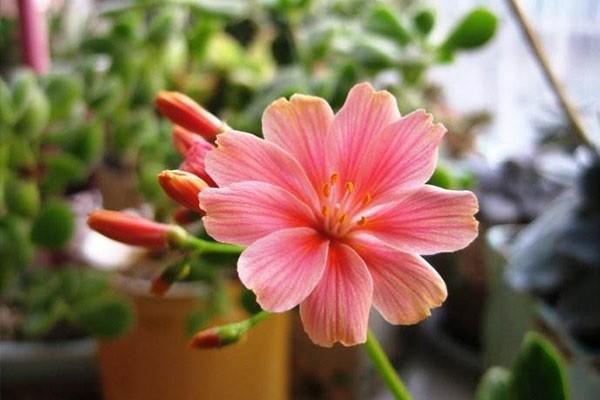 職工補充醫(yī)療保險報銷范圍是怎樣的？怎么報銷？