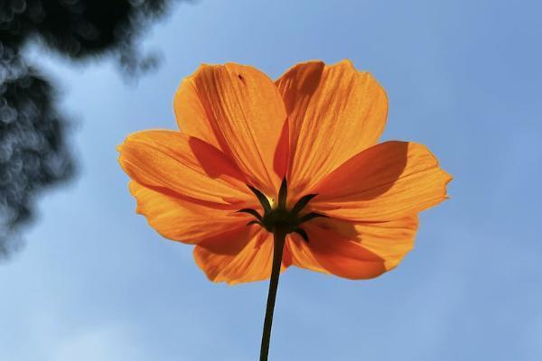特定疾病特需醫(yī)療保險金是什么意思？一般多少？