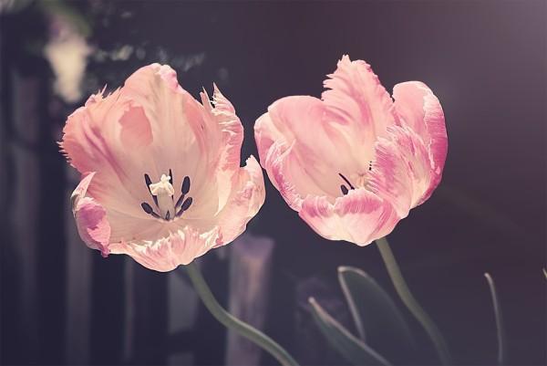 學(xué)生保險報銷多久到賬？賠付標(biāo)準(zhǔn)是什么？