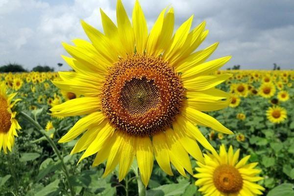百萬醫(yī)療和冀惠保的區(qū)別在哪里？哪個好一些？