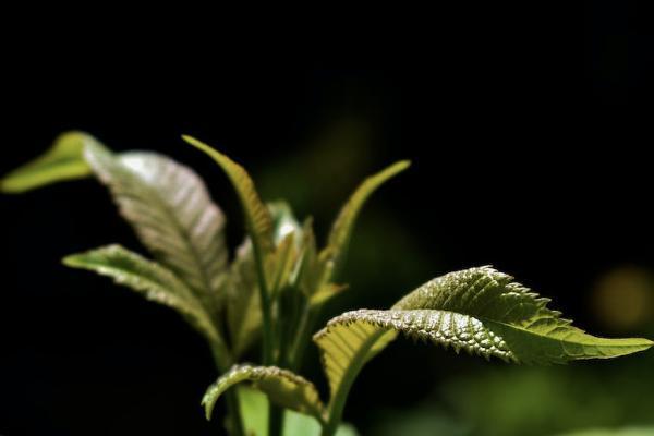 國壽鑫福年年年金保險條款解讀