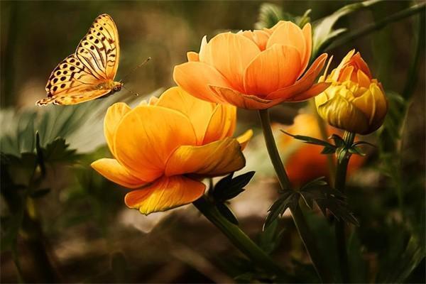 百萬醫(yī)療種牙報銷嗎？百萬醫(yī)療報銷范圍是什么？