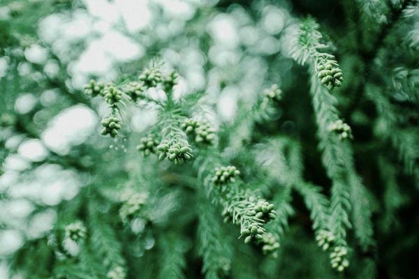 太平盛世穩(wěn)贏年金保險錢怎么返？保意外嗎？