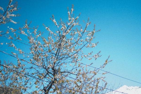 太平欣悅一世年金保險怎么樣？保障什么？