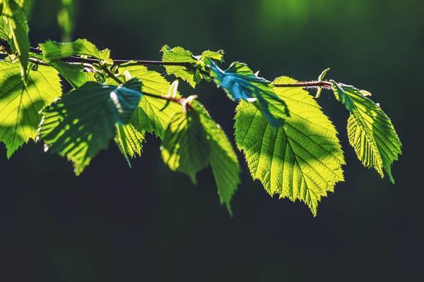 中國人壽鑫瑞穩(wěn)贏年金險可靠嗎？好處有哪些？