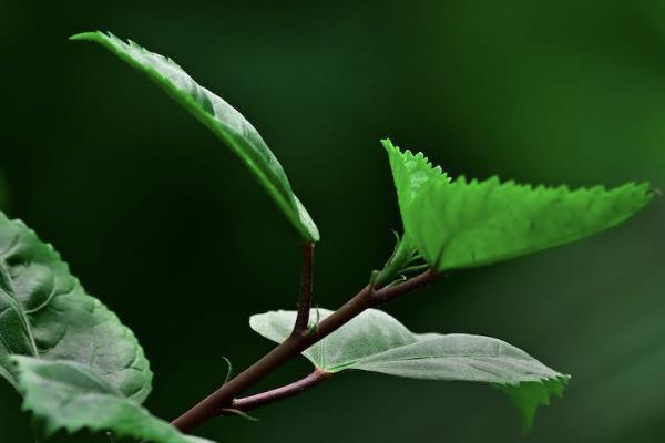 鑫福年年養(yǎng)老年金保險條款是什么？十年能拿回本金嗎？