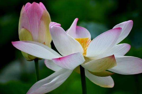 保險(xiǎn)轉(zhuǎn)年金什么意思？有什么好處？