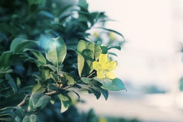 國(guó)壽鑫瑞穩(wěn)贏年金保險(xiǎn)怎么樣？有哪些不足？