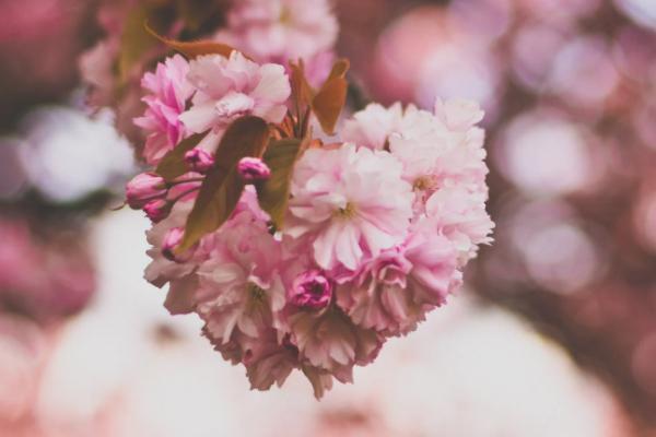 國(guó)華盛世年年年金保險(xiǎn)c款怎么樣？具體保障是什么？