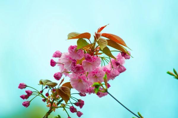 友邦友未來(lái)年金保險(xiǎn)條款是什么？好不好呢？