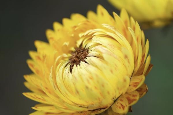 百歲人生福享版養(yǎng)老年金險(xiǎn)怎么樣？有哪些保障？