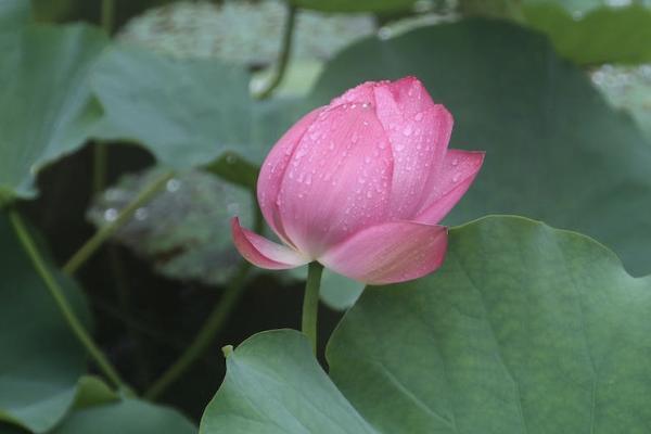 中荷金生有約養(yǎng)老年金怎么樣？靠譜嗎？