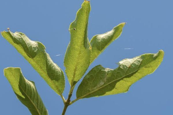 友邦百萬醫(yī)療費率多少？一年交多少錢？