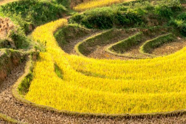 民生鑫喜連連年金保險(xiǎn)怎么樣？保障什么？
