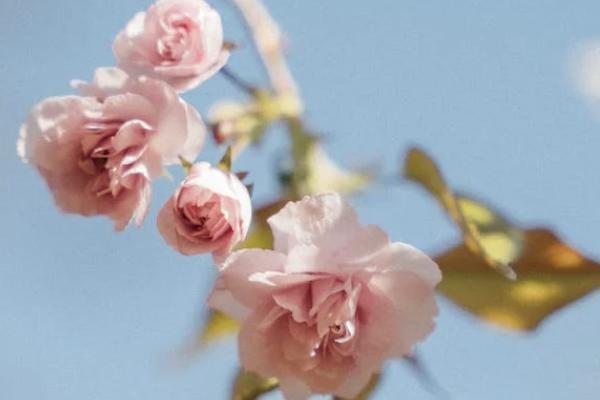 百年百悅?cè)松鷥?yōu)缺點(diǎn)有哪些？保什么？