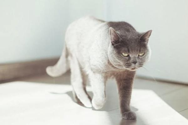 理財保險貸款怎么貸？能貸多少？