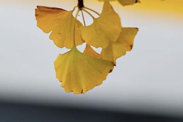 愛心人壽百歲人生養(yǎng)老年金險福享版怎么樣？在哪里可以買？