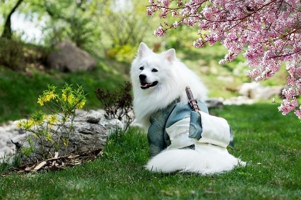 百萬醫(yī)療保險(xiǎn)怎么聯(lián)系客服？怎么購買？