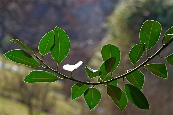 國(guó)壽鴻壽年金保險(xiǎn)條款內(nèi)容是什么？值得購買嗎？