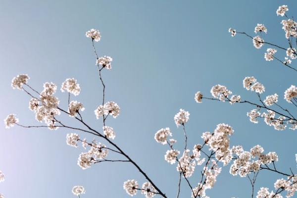 利贏年年年金保險現(xiàn)金價值高嗎？有萬能賬戶嗎？