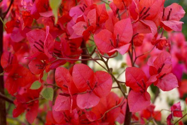 愛(ài)心映山紅2.0終身壽是大牌子保險(xiǎn)公司嗎？保障什么？