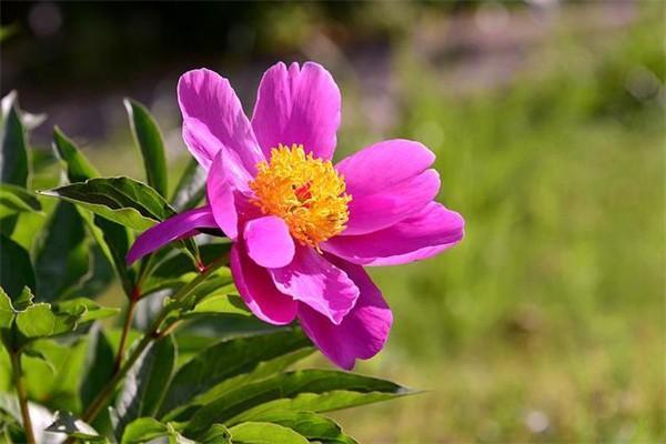 銀齡安康意外險(xiǎn)50元保的范圍是什么？報(bào)銷標(biāo)準(zhǔn)是什么？