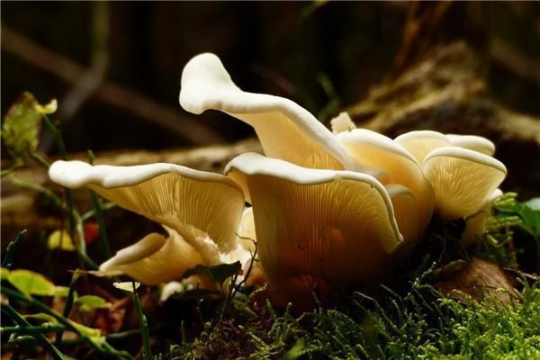 暢行無憂a款兩全保險(xiǎn)怎么樣？保障有哪些？