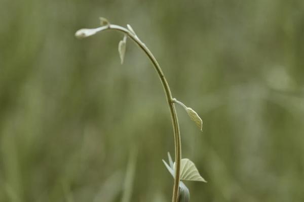 弘康金玉滿堂2.0有哪些坑？保什么？