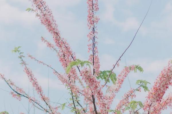 太平洋保險鑫相伴(尊享版)投保規(guī)則有哪些？保障的內(nèi)容有哪些？