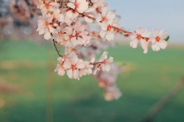 盛世金生終身壽險(xiǎn)可以提前取款嗎？適合哪些人購(gòu)買？