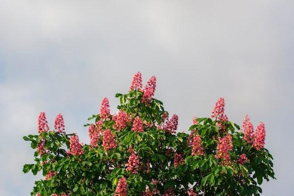 農(nóng)村醫(yī)療保險(xiǎn)小孩怎么報(bào)銷？報(bào)銷比例是多少？