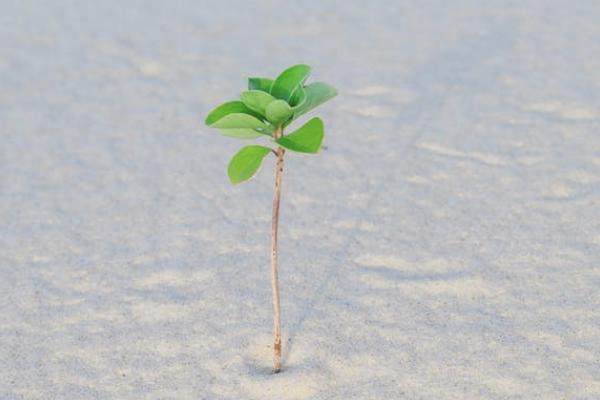 信泰千萬傳承b款終身壽險(xiǎn)可靠嗎？有什么優(yōu)勢和不足？