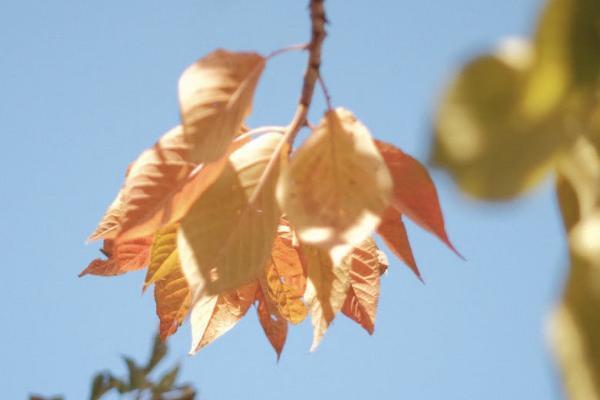 太平洋保險(xiǎn)公司幼兒保險(xiǎn)怎么樣？值得買(mǎi)嗎？