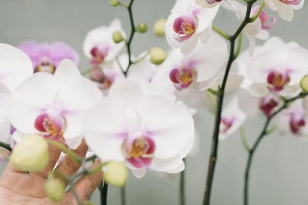 金典人生重疾險值得購買嗎？怎么買？