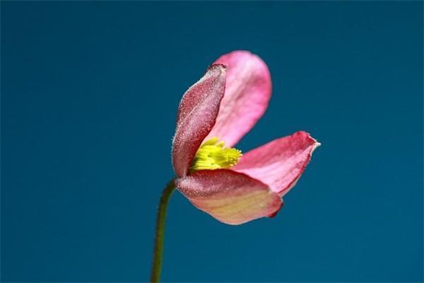 高端醫(yī)療服務是什么？有什么好處？