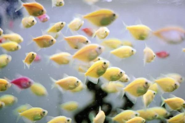 泰康健康百分百d款重大疾病保險(xiǎn)保什么？有什么不足？
