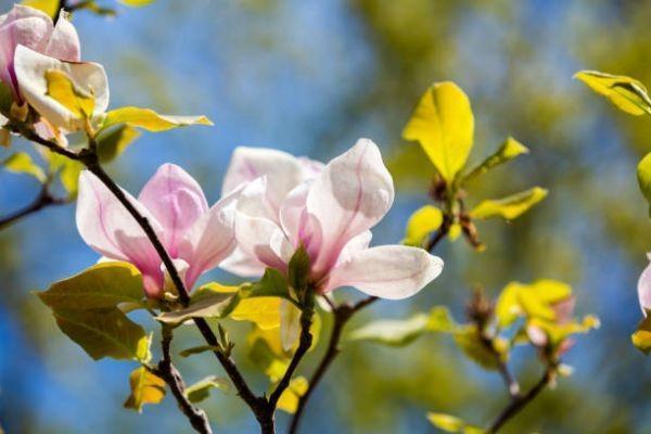 鼎誠人壽一生關(guān)愛養(yǎng)老年金下架了嗎？有什么優(yōu)點？