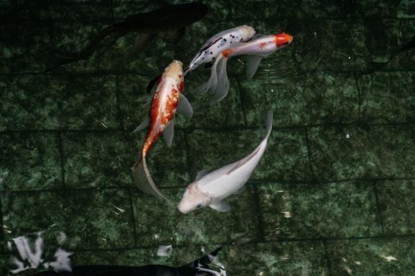 康樂一生重大疾病保險(xiǎn)C款怎么樣？有什么不足？