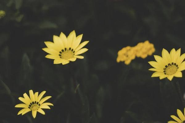 和泰超級(jí)瑪麗7號(hào)有哪些優(yōu)勢(shì)？怎么買？