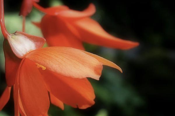 終身重大疾病保險(xiǎn)有必要買嗎？一年多少錢？