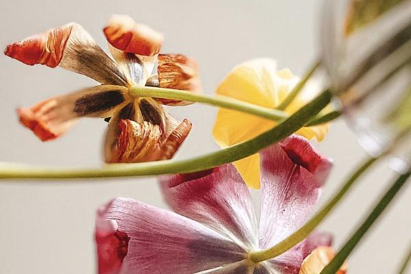 大黃蜂7號和青云衛(wèi)2號有什么不同？怎么選？