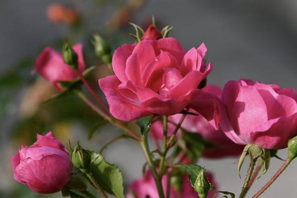 康瑞人生保險(xiǎn)怎么樣？怎么買？